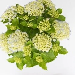 Hortensia Wit (Hydrangea 'Forever&Ever') -Tuinplanten Winkel hydrangea forever ever blue c5 5