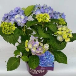 Hortensia Blauw (Hydrangea 'Forever&Ever') -Tuinplanten Winkel hydrangea forever ever blue hoek 17 10