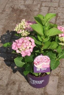 Hortensia Roze (Hydrangea 'Forever&Ever' Pink) -Tuinplanten Winkel hydrangea forever ever pink 3