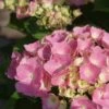 Hortensia Roze (Hydrangea 'Forever&Ever' Pink) -Tuinplanten Winkel hydrangea forever ever pink 5