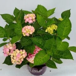 Hortensia Roze (Hydrangea 'Forever&Ever' Pink) -Tuinplanten Winkel hydrangea forever ever pink hoek 17 10