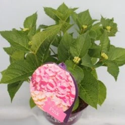 Hortensia Roze (Hydrangea 'Forever&Ever' Pink) -Tuinplanten Winkel hydrangea forever ever pink hoek bewerkt