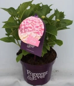 Hortensia Roze (Hydrangea 'Forever&Ever' Pink) -Tuinplanten Winkel hydrangea forever ever pink voor bewerkt