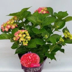 Hortensia Rood (Hydrangea 'Forever&Ever') -Tuinplanten Winkel hydrangea forever ever red hoek 17 10