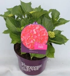 Hortensia Rood (Hydrangea 'Forever&Ever') -Tuinplanten Winkel hydrangea forever ever red voor bewerkt