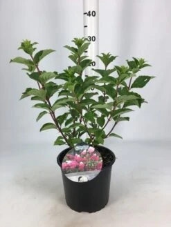 Pluimhortensia (Hydrangea Paniculata 'Fraise Melba') -Tuinplanten Winkel hydrangea fraise melba 26 06