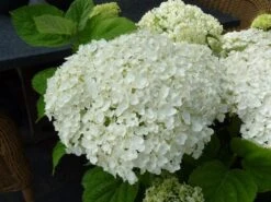 Hortensia (Hydrangea 'Strong Annabelle') -Tuinplanten Winkel hydrangea incrediball bloem