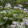 Hortensia (Hydrangea Involucrata) -Tuinplanten Winkel hydrangea involucrata 1