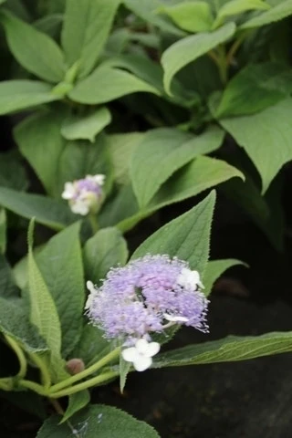 Hortensia (Hydrangea Involucrata) 5 Hortensia (Hydrangea Involucrata) - Afbeelding 3