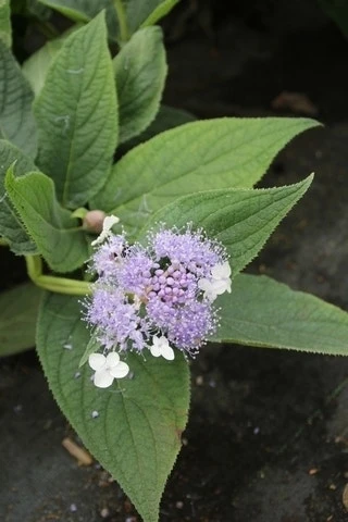 Hortensia (Hydrangea Involucrata) 4 Hortensia (Hydrangea Involucrata) - Afbeelding 2
