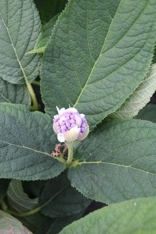 Hortensia (Hydrangea Involucrata) 6 Hortensia (Hydrangea Involucrata) - Afbeelding 4