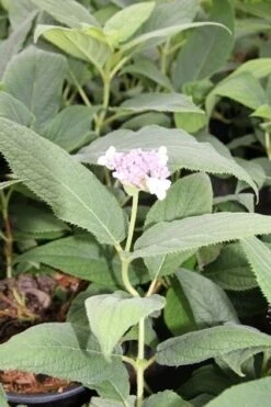 Hortensia (Hydrangea Involucrata) 11 Hortensia (Hydrangea Involucrata) -Tuinplanten Winkel hydrangea involucrata 2