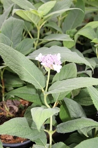 Hortensia (Hydrangea Involucrata) 7 Hortensia (Hydrangea Involucrata) - Afbeelding 5