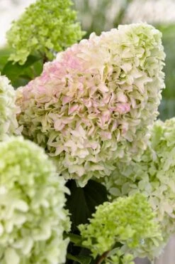 Pluimhortensia (Hydrangea Paniculata 'Little Fresco') 6 Pluimhortensia (Hydrangea Paniculata 'Little Fresco') -Tuinplanten Winkel hydrangea little fresco 6