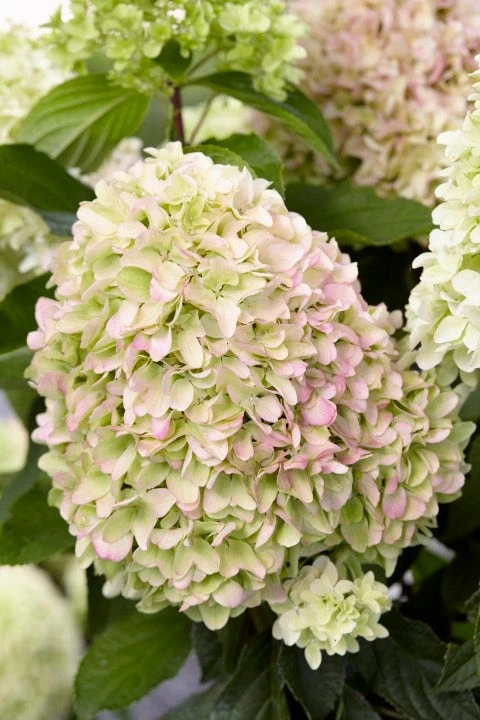 Pluimhortensia (Hydrangea Paniculata 'Little Fresco') 5 Pluimhortensia (Hydrangea Paniculata 'Little Fresco') - Afbeelding 3