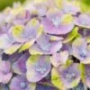 Hortensia (Hydrangea 'Magical Jewel Blue') 2 Hortensia (Hydrangea 'Magical Jewel Blue') -Tuinplanten Winkel hydrangea macr magical amethyst blue kopie