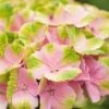 Hortensia (Hydrangea 'Magical Jewel Pink') 2 Hortensia (Hydrangea 'Magical Jewel Pink') -Tuinplanten Winkel hydrangea macr magical amethyst pink kopie
