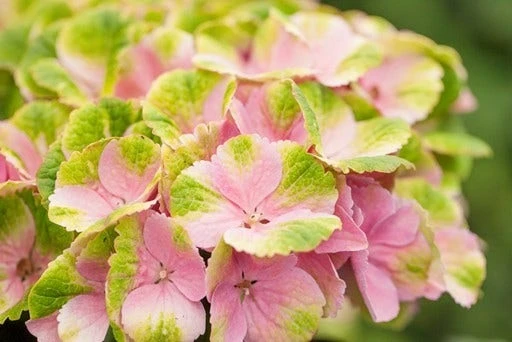 Hortensia (Hydrangea 'Magical Jewel Pink') 3 Hortensia (Hydrangea 'Magical Jewel Pink')