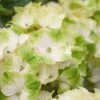 Hortensia (Hydrangea Magical Noblesse) -Tuinplanten Winkel hydrangea macr magical noblesse kopie