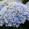 Hortensia (Hydrangea Magical Revolution Blue) -Tuinplanten Winkel hydrangea macr magical revolution blue kopie