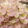 Hortensia (Hydrangea Magical Revolution Pink) -Tuinplanten Winkel hydrangea macr magical revolution pink