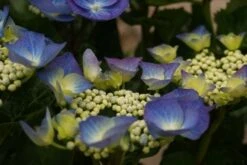 Hortensia (Hydrangea Macrophylla 'Blaumeise') -Tuinplanten Winkel hydrangea macrophylla blauwmeise