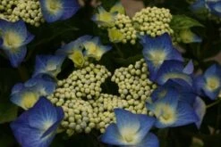 Hortensia (Hydrangea Macrophylla 'Blaumeise') -Tuinplanten Winkel hydrangea macrophylla blauwmeise 2