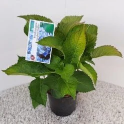 Hortensia (Hydrangea Macrophylla 'Bodensee') -Tuinplanten Winkel hydrangea macrophylla bodensee