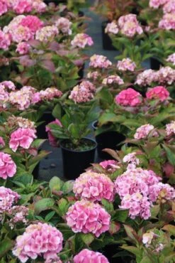 Hortensia (Hydrangea Macrophylla 'Bodensee') -Tuinplanten Winkel hydrangea macrophylla bodensee 1