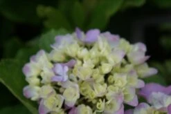 Hortensia (Hydrangea Macrophylla 'Bodensee') -Tuinplanten Winkel hydrangea macrophylla bodensee 3