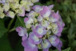 Hortensia (Hydrangea Macrophylla 'Bodensee') -Tuinplanten Winkel hydrangea macrophylla bodensee 4
