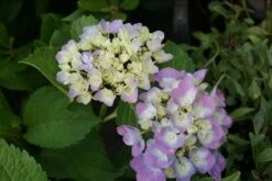 Hortensia (Hydrangea Macrophylla 'Bodensee') -Tuinplanten Winkel hydrangea macrophylla bodensee 5