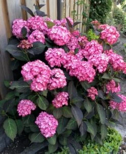 Hortensia (Hydrangea Macrophylla 'Miss Saori') -Tuinplanten Winkel hydrangea macrophylla miss saori 1