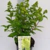 Pluimhortensia (Hydrangea Paniculata 'Magical Candle') -Tuinplanten Winkel hydrangea mag. candle 29 6