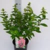 Pluimhortensia (Hydrangea Paniculata 'Magical Fire')