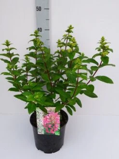 Pluimhortensia (Hydrangea Paniculata 'Magical Fire')