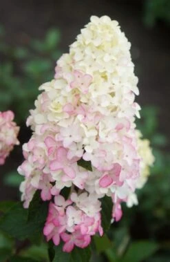Pluimhortensia (Hydrangea Paniculata 'Fraise Melba') -Tuinplanten Winkel hydrangea melba fraise stage 01