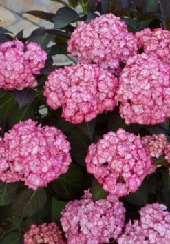 Hortensia (Hydrangea Macrophylla 'Miss Saori') -Tuinplanten Winkel hydrangea miss saori 4 years old 05