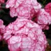 Hortensia (Hydrangea Macrophylla 'Miss Saori') -Tuinplanten Winkel hydrangea miss saori 2