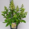Pluimhortensia (Hydrangea Paniculata 'Candlelight') 2 Pluimhortensia (Hydrangea Paniculata 'Candlelight') -Tuinplanten Winkel hydrangea pan. candlelight 29 6