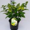 Pluimhortensia (Hydrangea Paniculata 'Magical Mont Blanc') -Tuinplanten Winkel hydrangea pan. mag. mont blanc 29 6