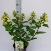 Pluimhortensia (Hydrangea Paniculata 'Wim's Red') 1 Pluimhortensia (Hydrangea Paniculata 'Wim's Red') -Tuinplanten Winkel hydrangea pan. wim s red 29 6