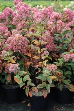 Pluimhortensia (Hydrangea Paniculata 'Sundae Fraise') 16 Pluimhortensia (Hydrangea Paniculata 'Sundae Fraise') -Tuinplanten Winkel hydrangea pan sundae fraise 3 2.5 frank elst