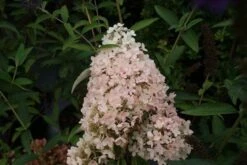 Hortensia (Hydrangea Paniculata 'Grandiflora') -Tuinplanten Winkel hydrangea paniculata grandiflora 3