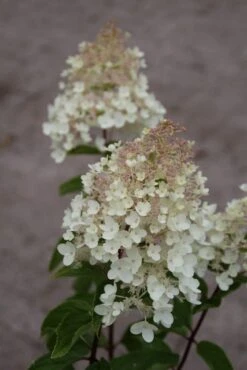 Hortensia (Hydrangea Paniculata 'Grandiflora') -Tuinplanten Winkel hydrangea paniculata grandiflora 4