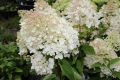 Hortensia (Hydrangea Paniculata 'Grandiflora') -Tuinplanten Winkel hydrangea paniculata grandiflora 5