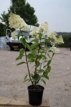 Hortensia (Hydrangea Paniculata 'Grandiflora') -Tuinplanten Winkel hydrangea paniculata grandiflora 6
