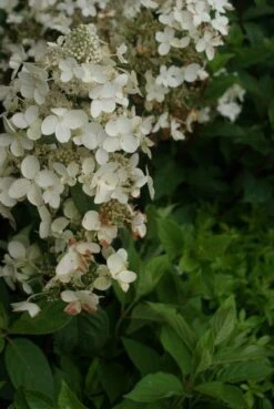 Pluimhortensia (Hydrangea Paniculata 'Pink Diamond') -Tuinplanten Winkel hydrangea paniculata pink diamond 13