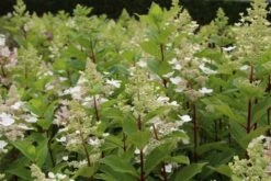 Pluimhortensia (Hydrangea Paniculata 'Pink Diamond') -Tuinplanten Winkel hydrangea paniculata pink diamond 1