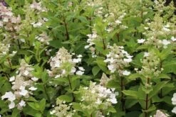 Pluimhortensia (Hydrangea Paniculata 'Pink Diamond') -Tuinplanten Winkel hydrangea paniculata pink diamond 2